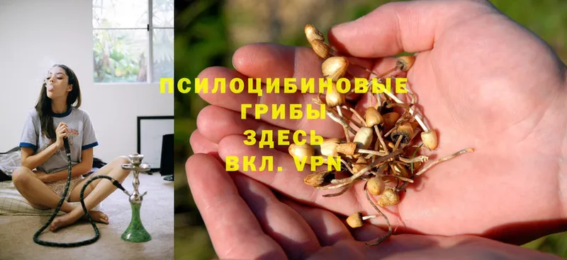 где продают   Кстово  мега ссылка  Галлюциногенные грибы Psilocybe 